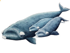 SOUTHERN RIGHT WHALE TRIO