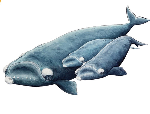 SOUTHERN RIGHT WHALE TRIO