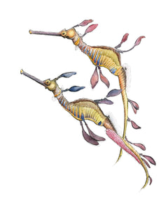 WEEDY SEADRAGONS