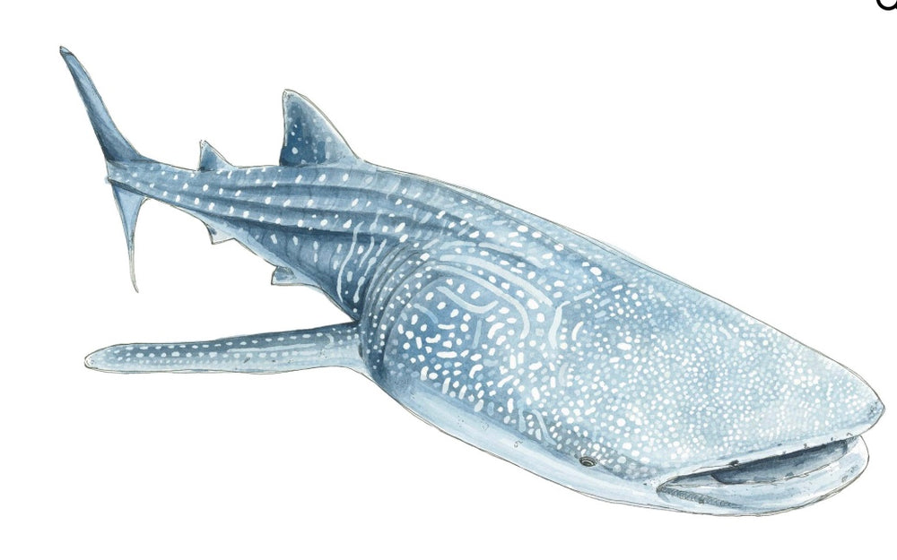 WALLY WHALE SHARK