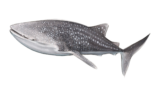 WANDA WHALE SHARK