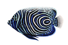 ANGELFISH
