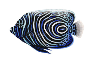 ANGELFISH