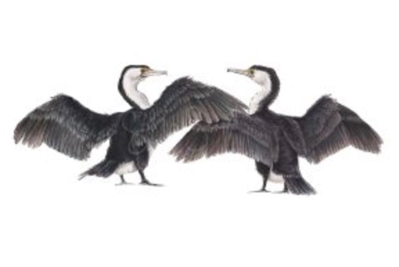 AUSTRALIAN PIED CORMORANTS
