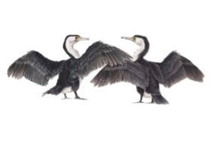 AUSTRALIAN PIED CORMORANTS
