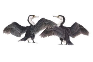 AUSTRALIAN PIED CORMORANTS