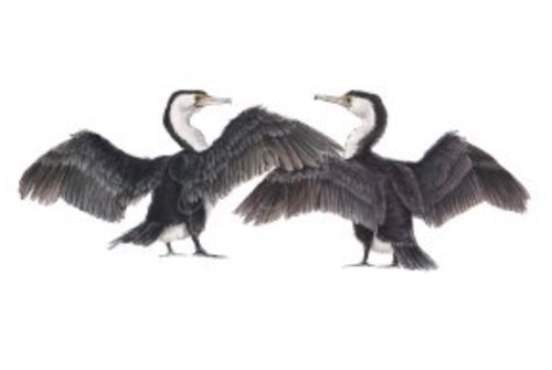 AUSTRALIAN PIED CORMORANTS
