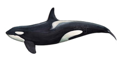ORCA