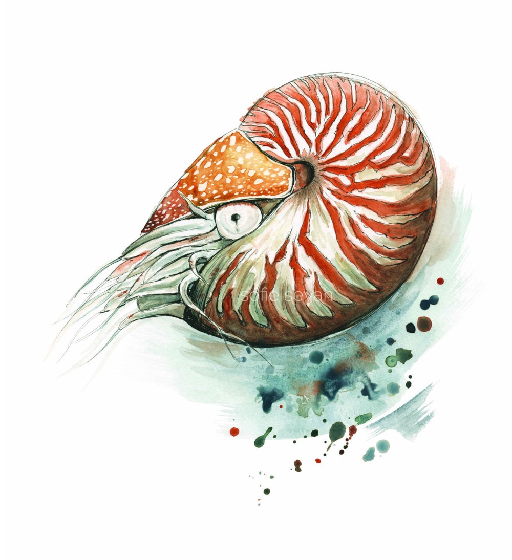NAUTILUS