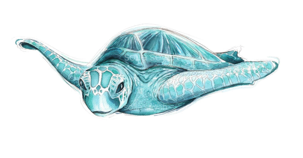 TURQUOISE TURTLE