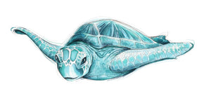 TURQUOISE TURTLE
