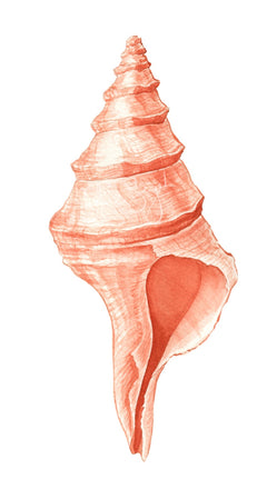 TRUMPET CONCH