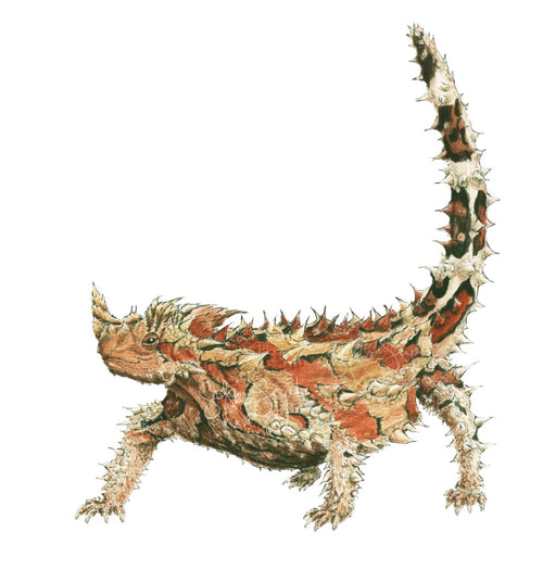 THORNY DEVIL