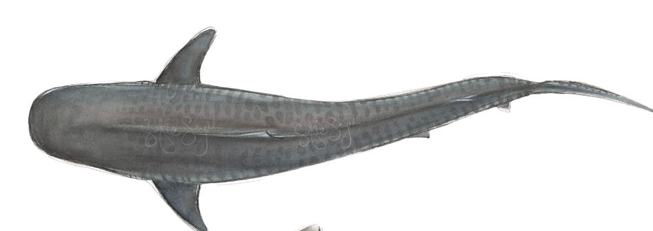 TIGER SHARK