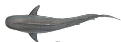 TIGER SHARK