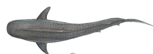 TIGER SHARK