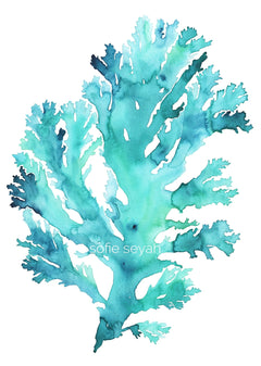 TURQUOISE SEAWEED