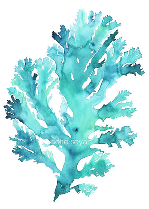 TURQUOISE SEAWEED