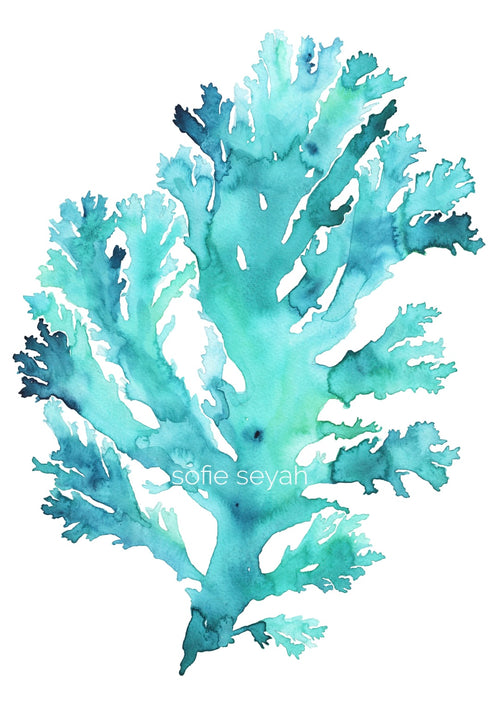 TURQUOISE SEAWEED