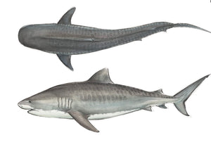 TIGER SHARK DUO