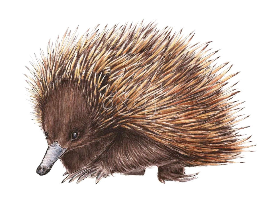 ECHIDNA