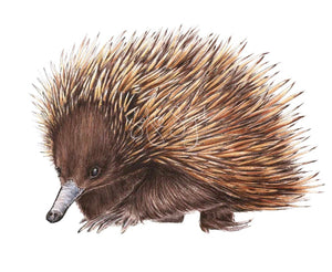 ECHIDNA