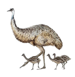 EMU - Sofie Seyah