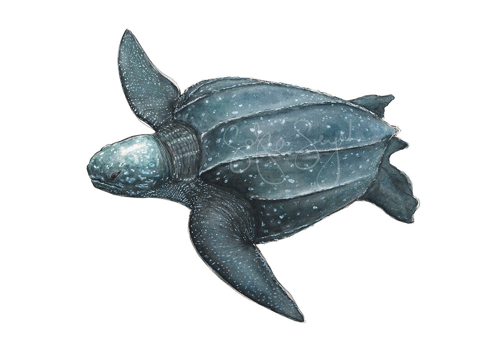 LEATHERBACK TURTLE
