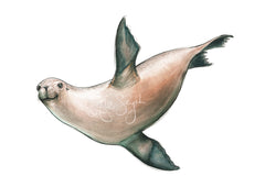 SEA LION