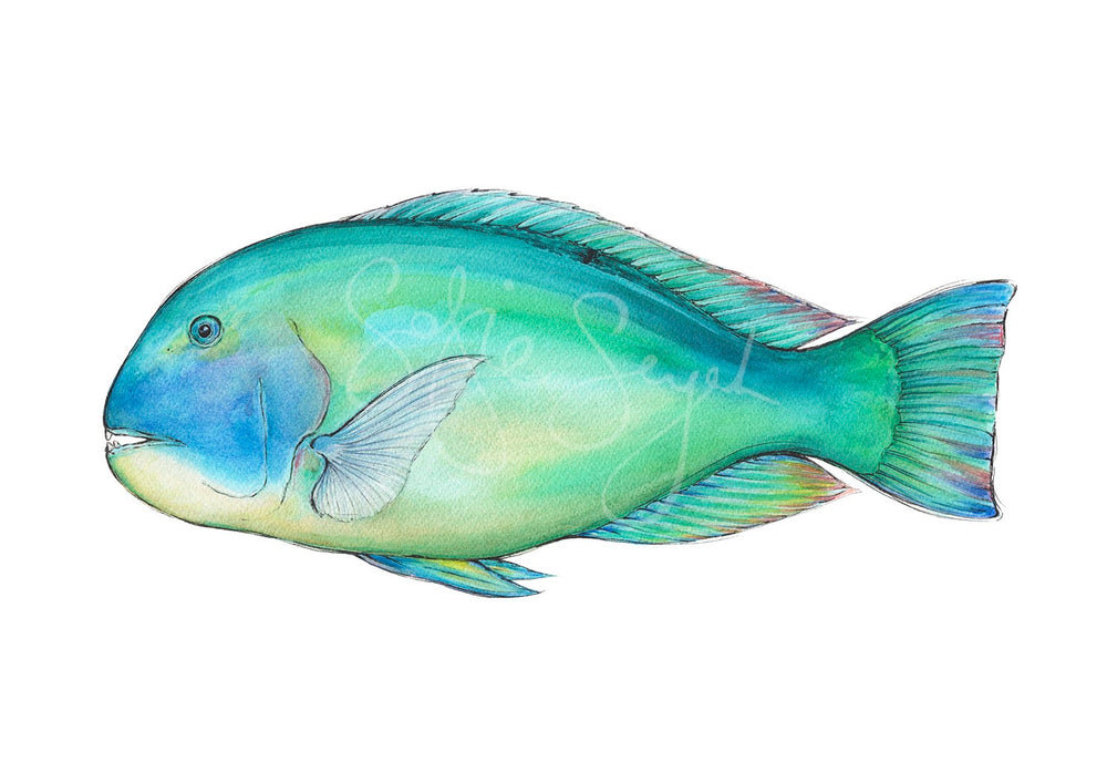 BLACKSPOT TUSKFISH