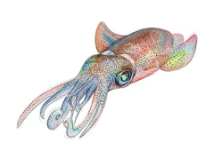 SOUTHERN CALAMARI SQUID