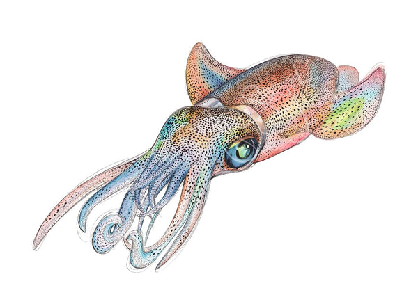 SOUTHERN CALAMARI SQUID