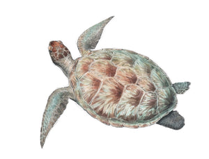 SPLIT GREEN TURTLE