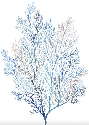 SOFT SEAWEED ALGAE