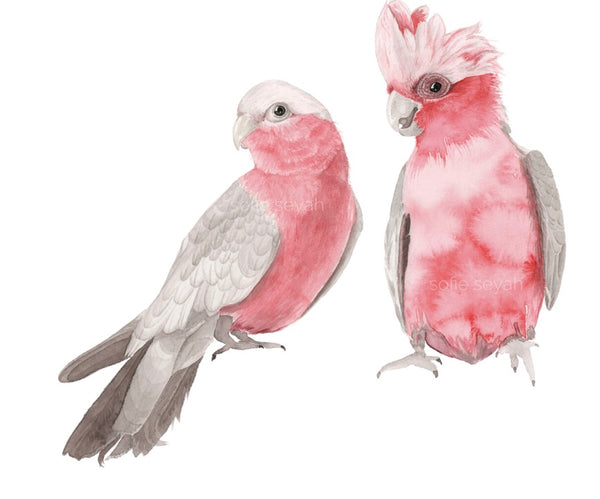 GALAHS