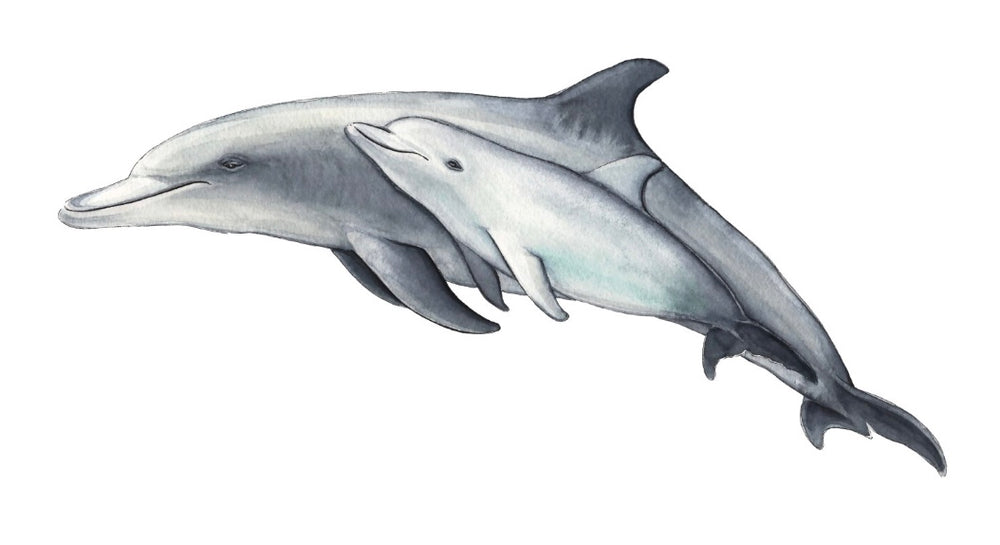 DOLPHIN MOTHER CALF