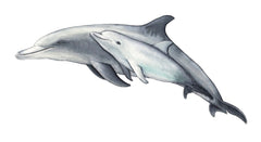 DOLPHIN MOTHER CALF