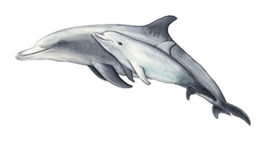 DOLPHIN MOTHER CALF