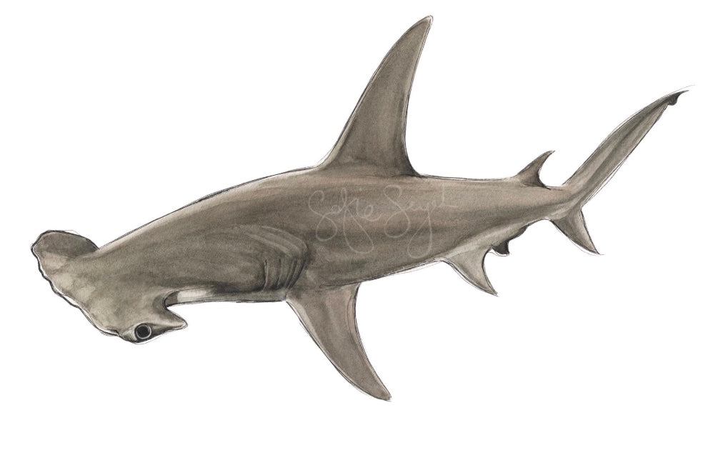 HAMMERHEAD SHARK