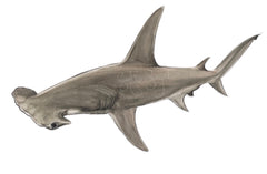 HAMMERHEAD SHARK