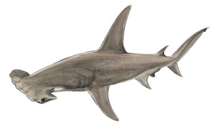 HAMMERHEAD SHARK