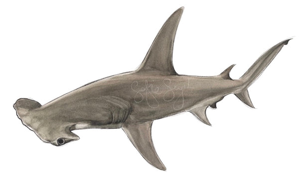 HAMMERHEAD SHARK