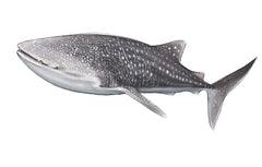 WANDA WHALE SHARK