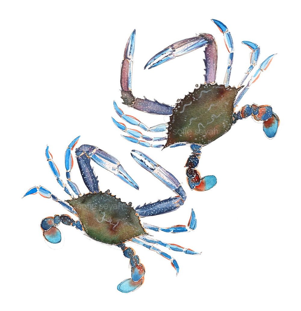 BLUE SWIMMER CRABS