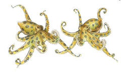Blue-Ringed Octopus