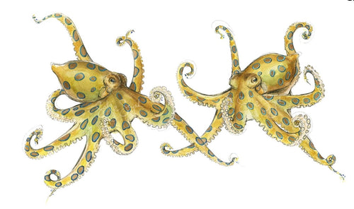 Blue-Ringed Octopus