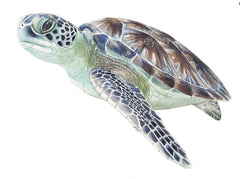 BUYUNGURRA GREEN TURTLE