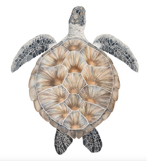 CHELONIA GREEN TURTLE