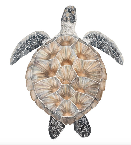 CHELONIA GREEN TURTLE