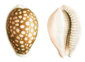COWRIE